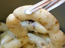 Ŵ���c������