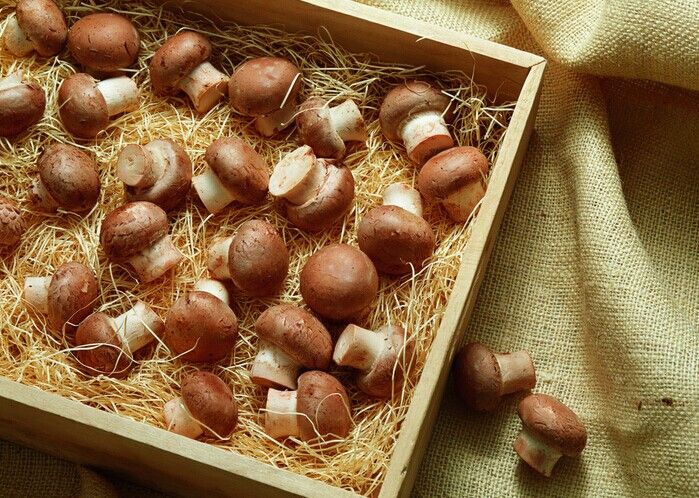 Ģ��������