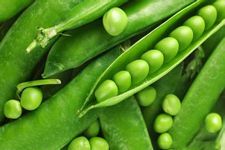 ѩ��������