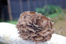 ���׵�����