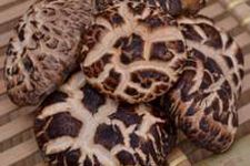 ����ľ��������