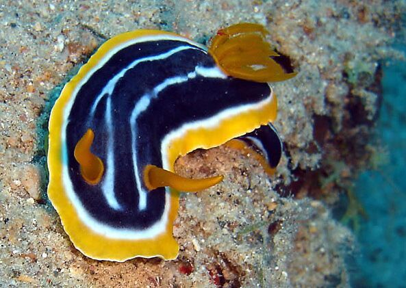 ���õ�����