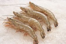 �����׌��r������